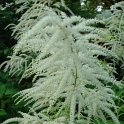 Aruncus dioicus syn.sylvester fleur